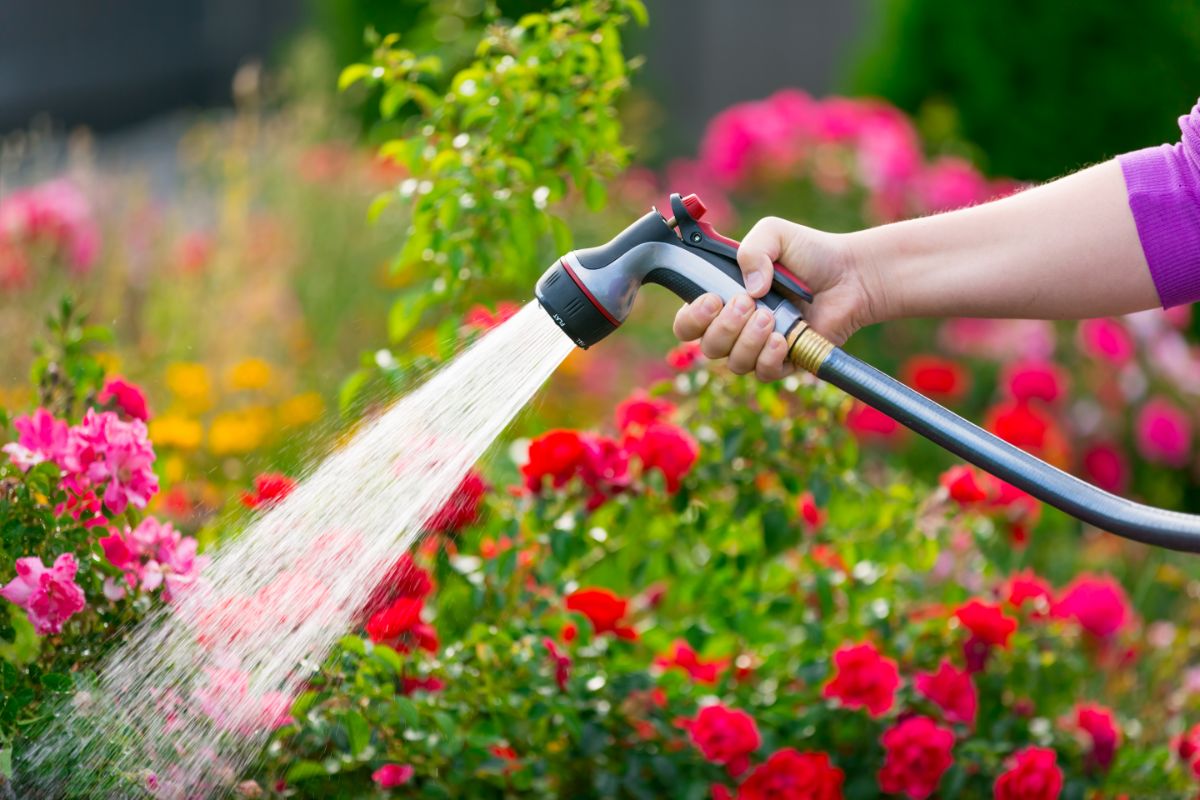 A flower garden being watered with a showering handle