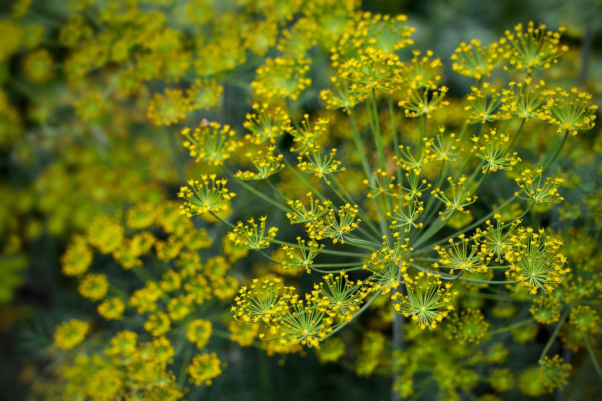 Yellow flowering fennel in the herb garden looks similar to dill