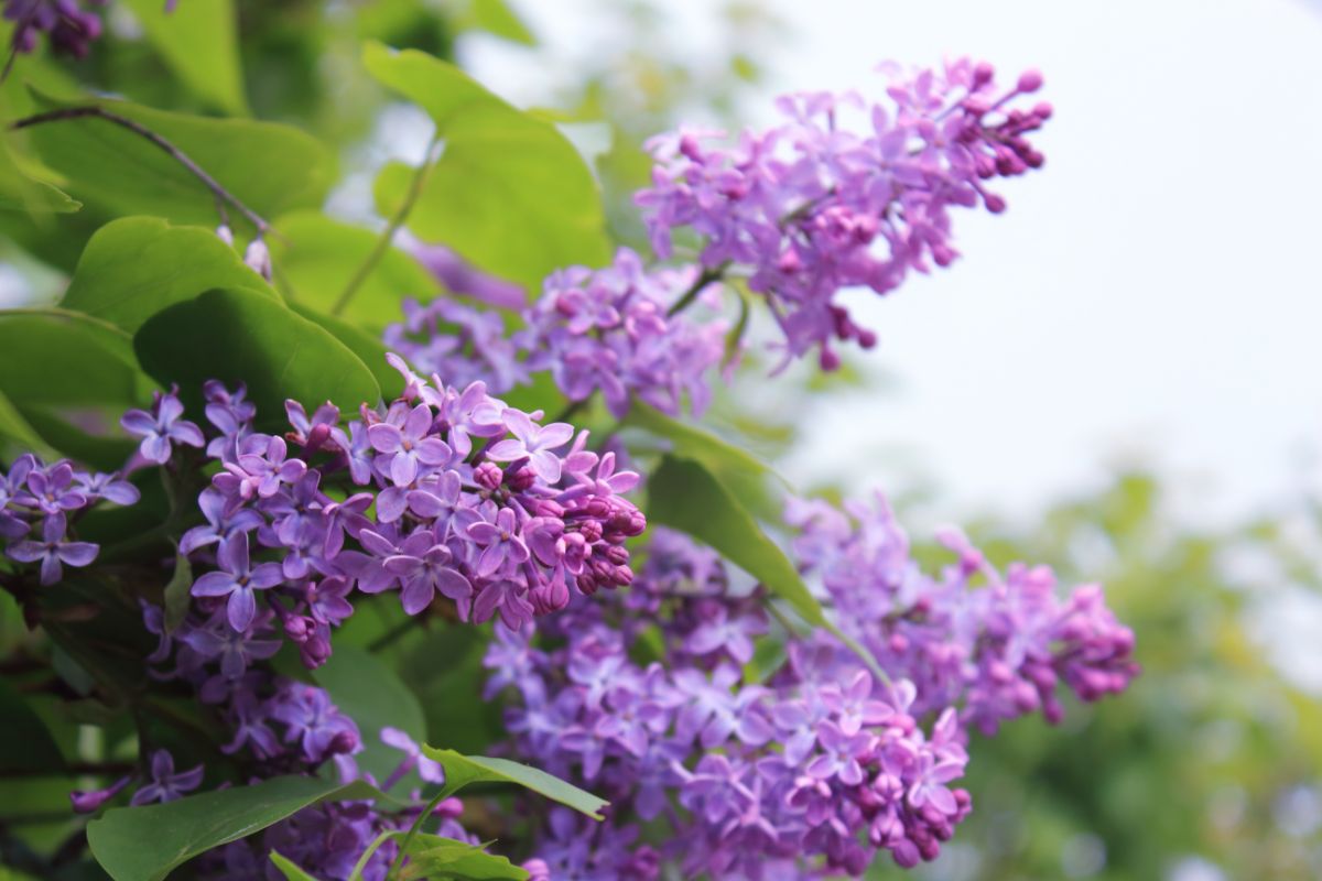Close up picture of purple lilac flowers