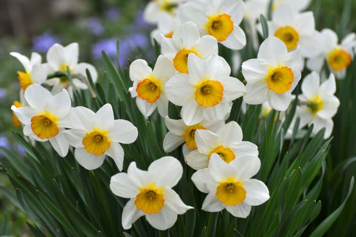 Daffodils flowering in the garden.