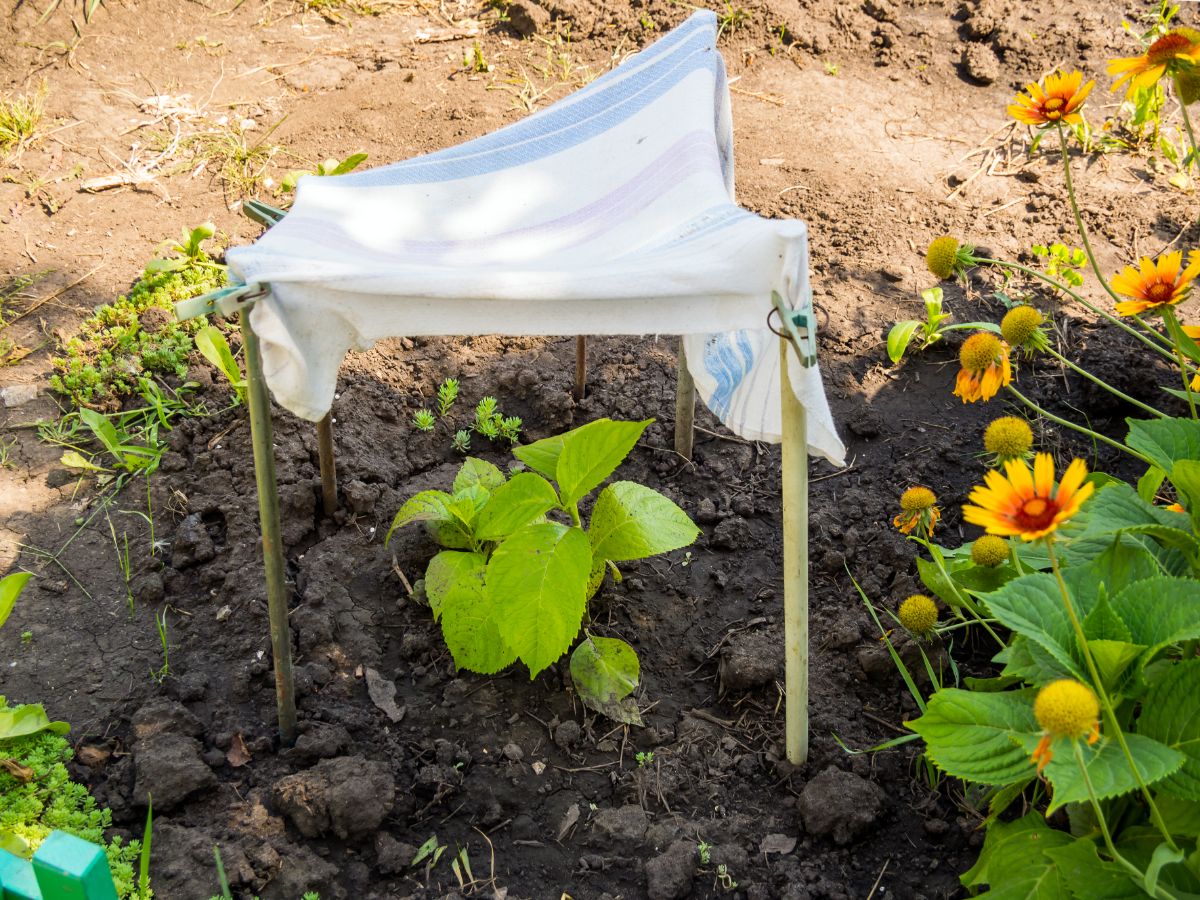 A makeshift shade cloth made from a tea towel and dowels