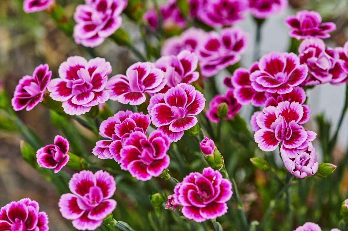 Delicate pink and red dianthus flowers, aka pinks
