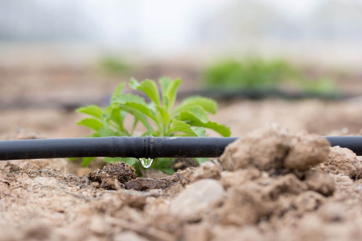 A dripline dripping water to a plant