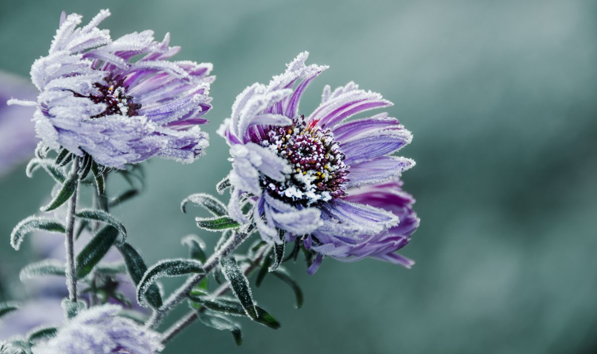 Frost on spring flowers