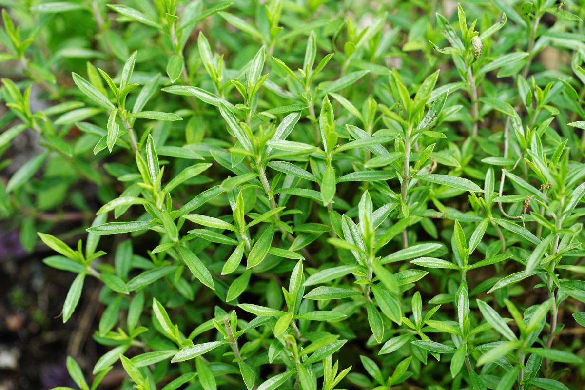 Savory in the garden with its small green leaves