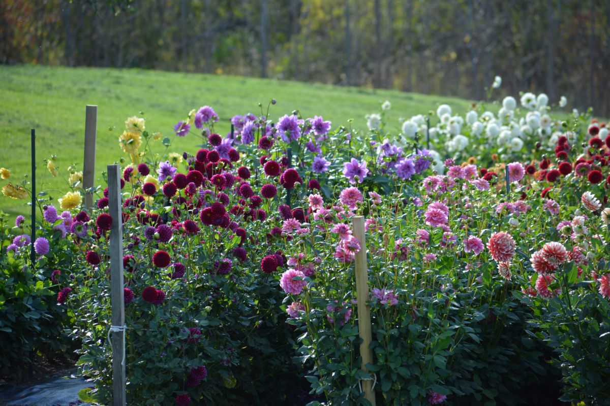 A lovely stand of dahlias in several colors