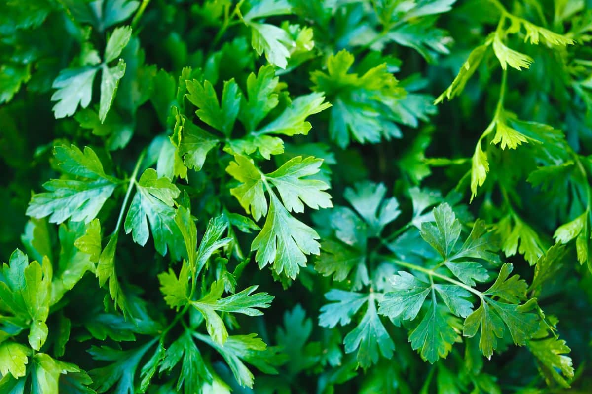 Fresh green parsley is easy to grow in the herb garden