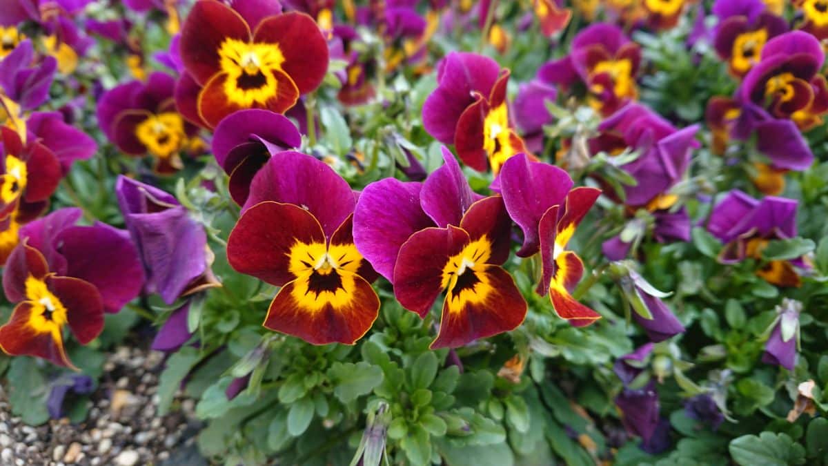 Pansies in maroon and yellow fall colors