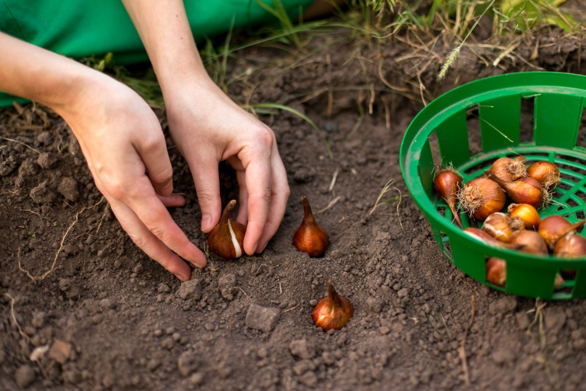 A woman planting bulbs in the ground