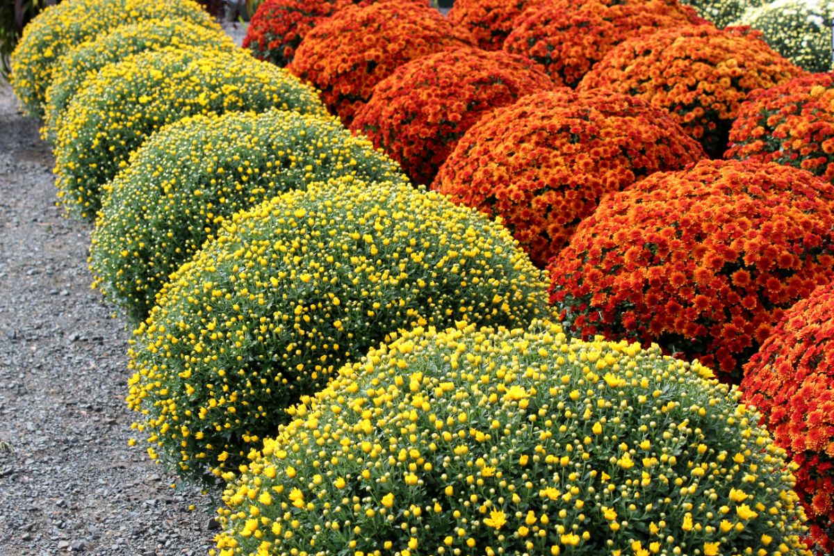 Large fall mum plants in rows set out on the ground