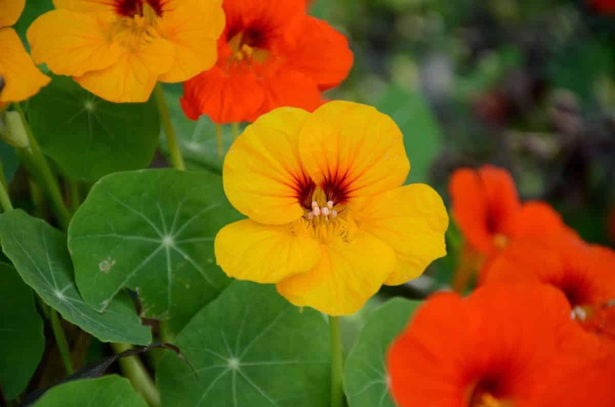 Orange nasturtium flowers for fall companion planting