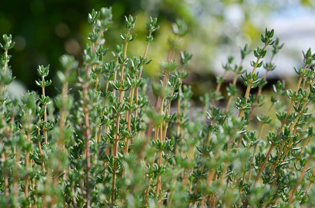 Stalks of fresh thyme growing in the herb garden