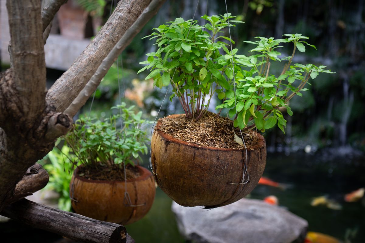 Hanging herb planters made from coconut shells