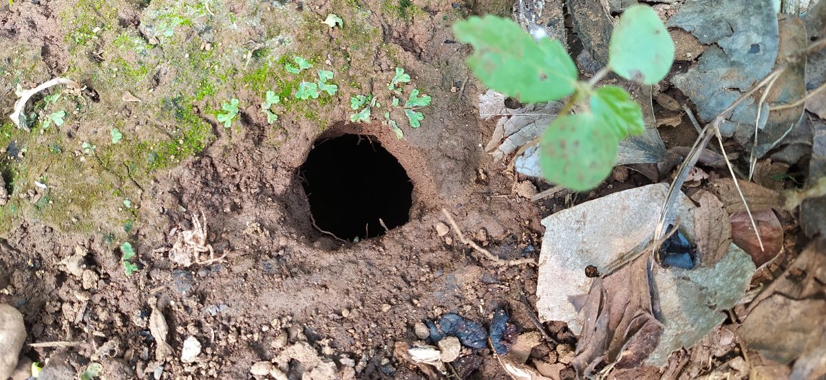 A rat tunnel in a garden bed