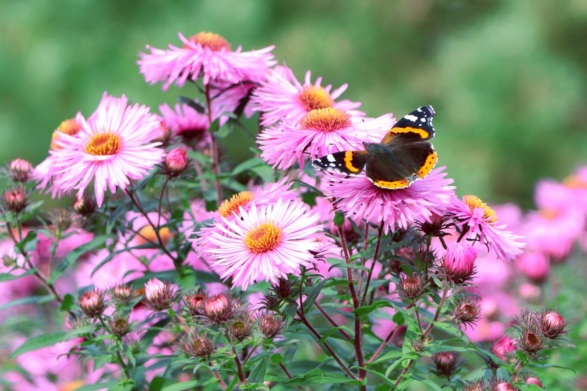 A butterfly on a fall aster flower
