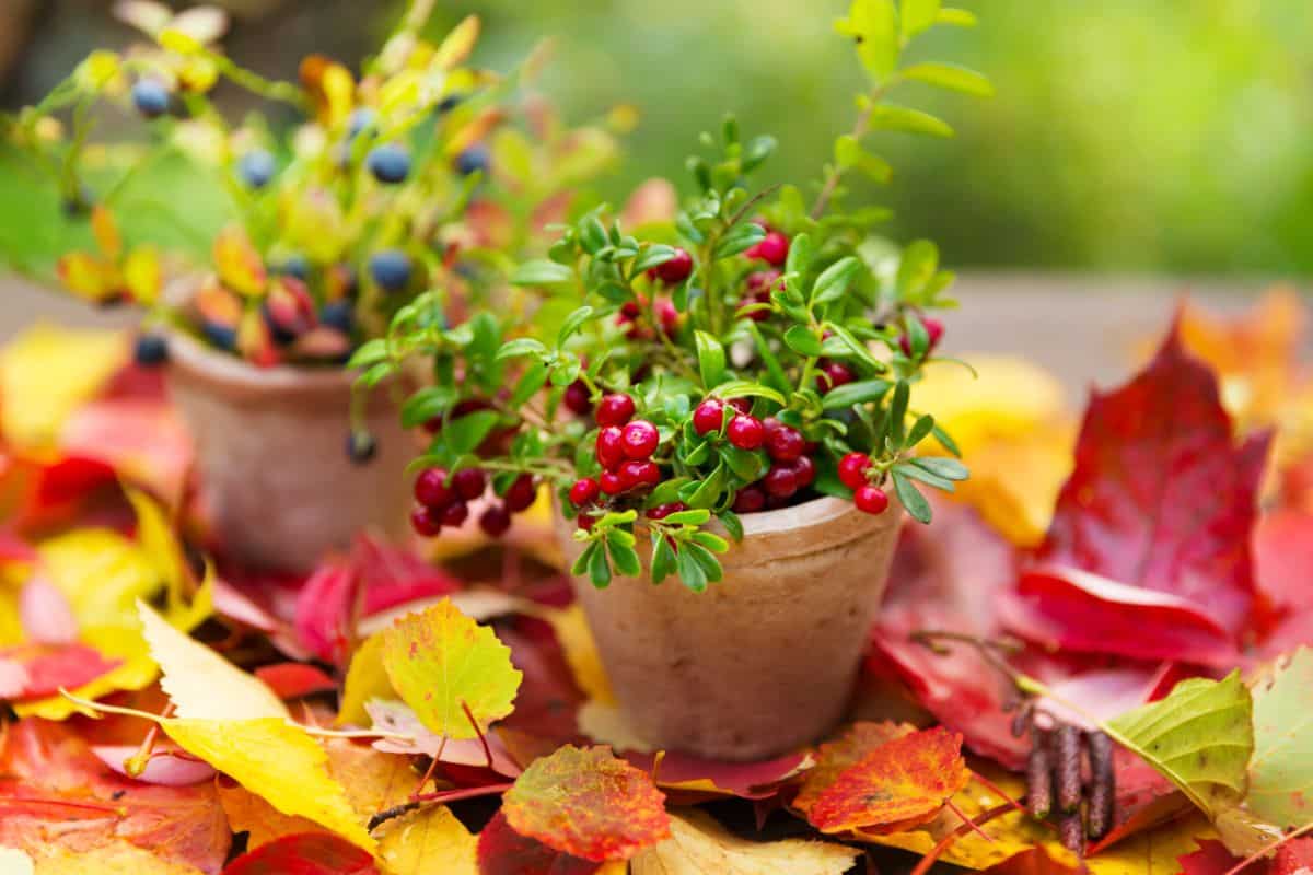 Cranberry plants planted in a pot next to a potted blueberry plant