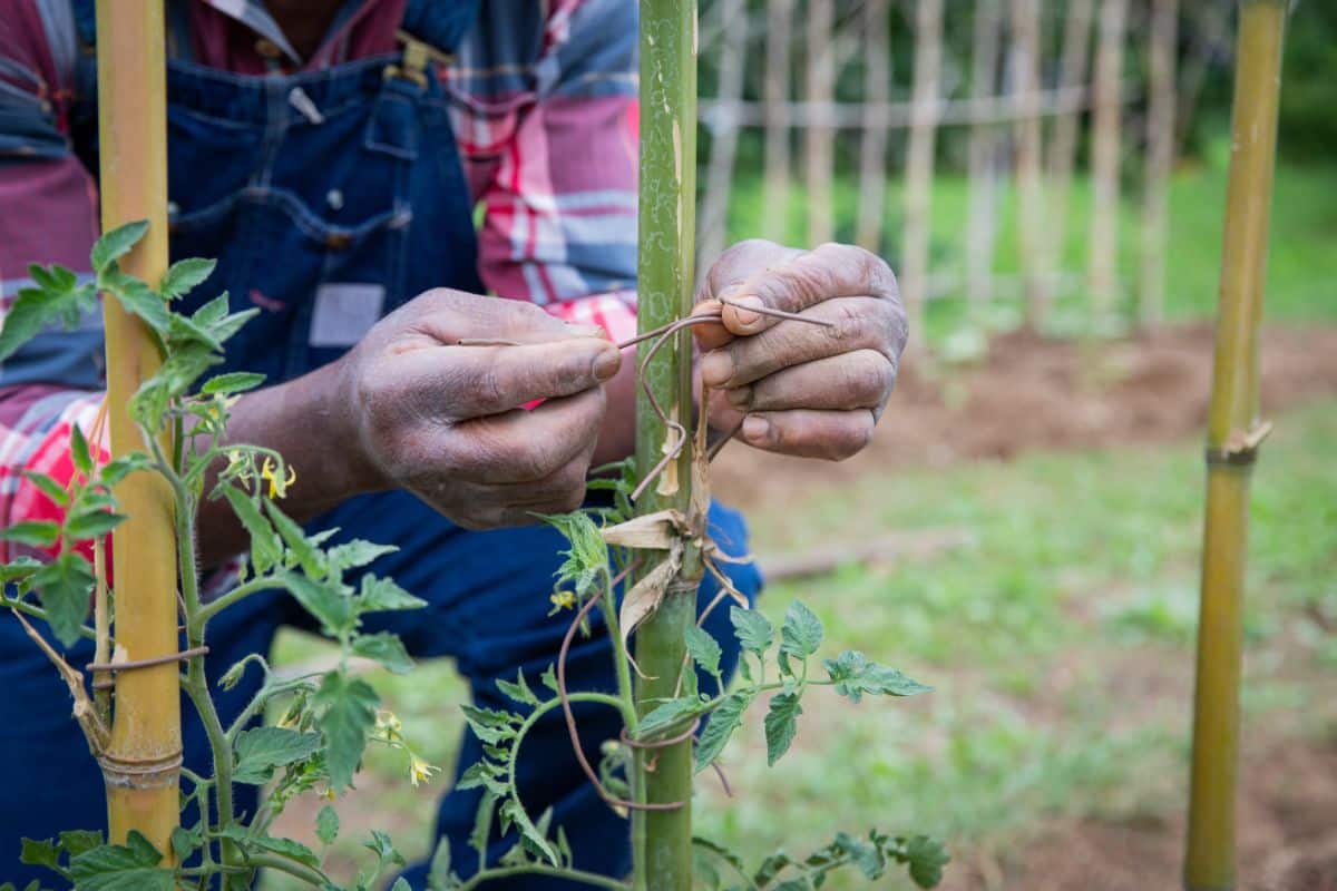 A gardener tying new tomato growth