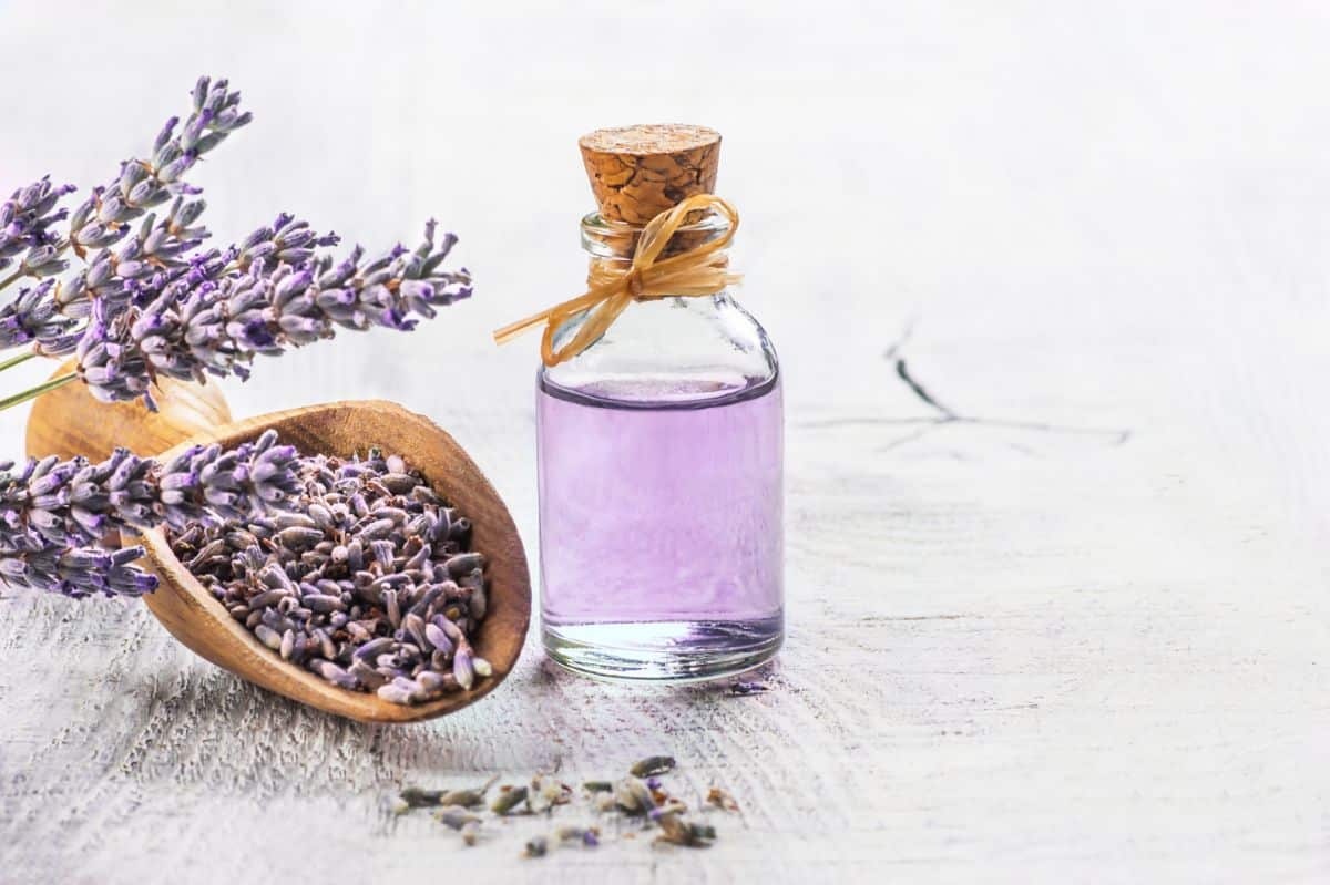 Lavender flower buds in a scoop next to a bottle of lavender essential oil