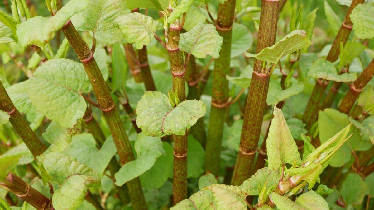 Segmented canes of Japanese knotweed look like bamboo