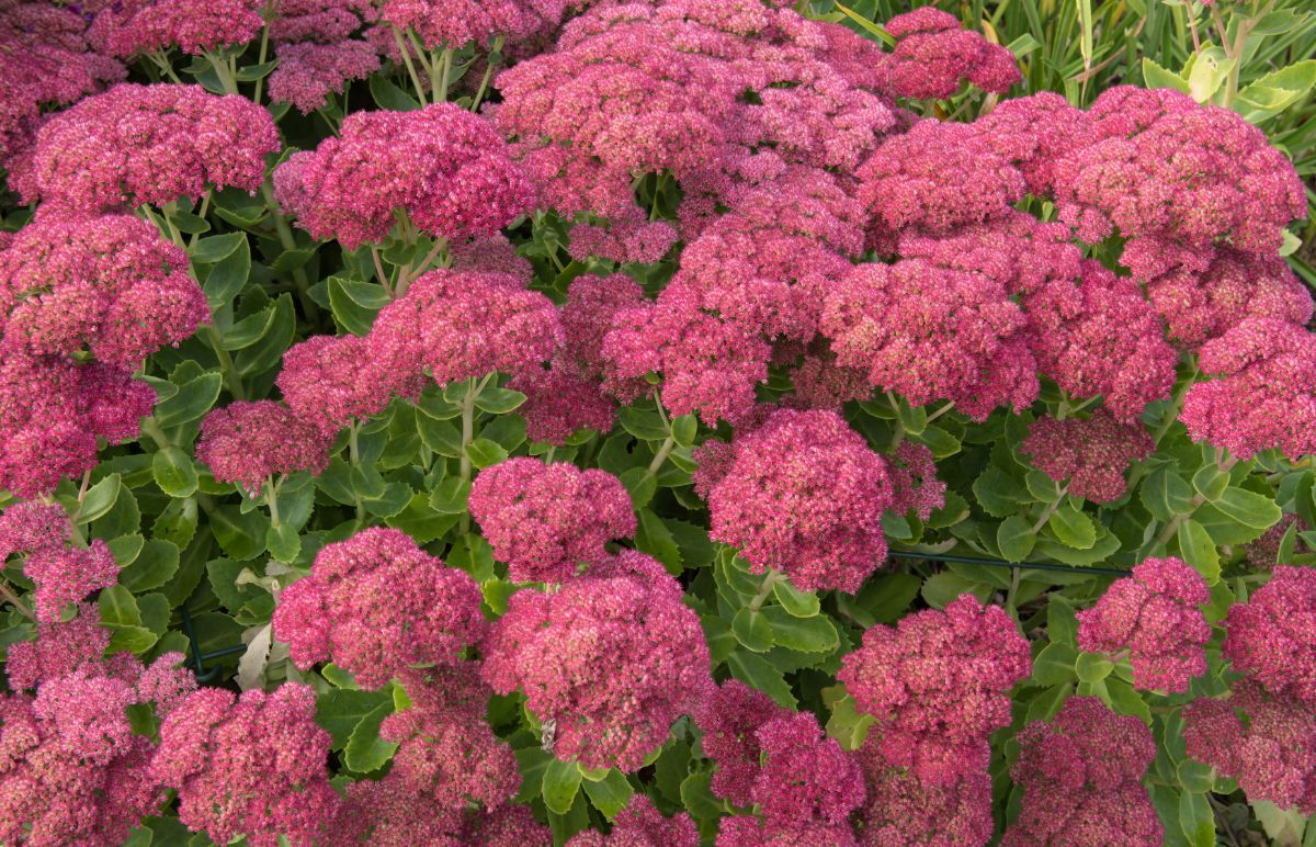 a large planting of sedum flowers in bloom