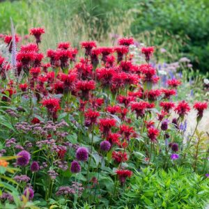 Beautiful blooming red bee balms growing in a garden.