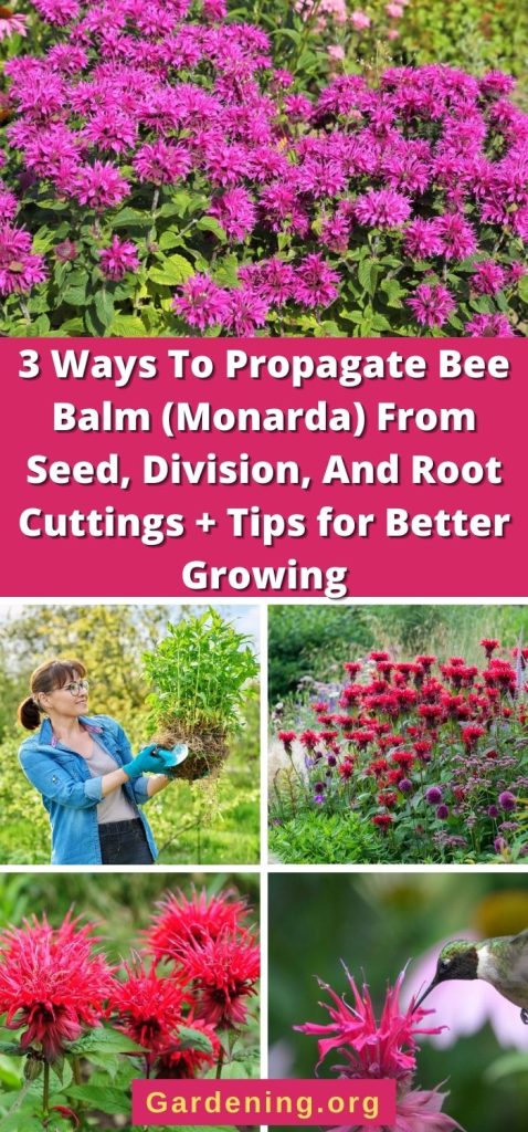 3 Ways To Propagate Bee Balm (Monarda) From Seed, Division, And Root Cuttings + Tips for Better Growing pinterest image.
