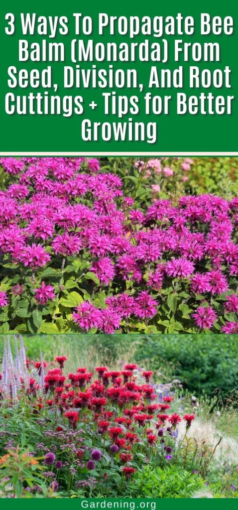3 Ways To Propagate Bee Balm (Monarda) From Seed, Division, And Root Cuttings + Tips for Better Growing pinterest image.