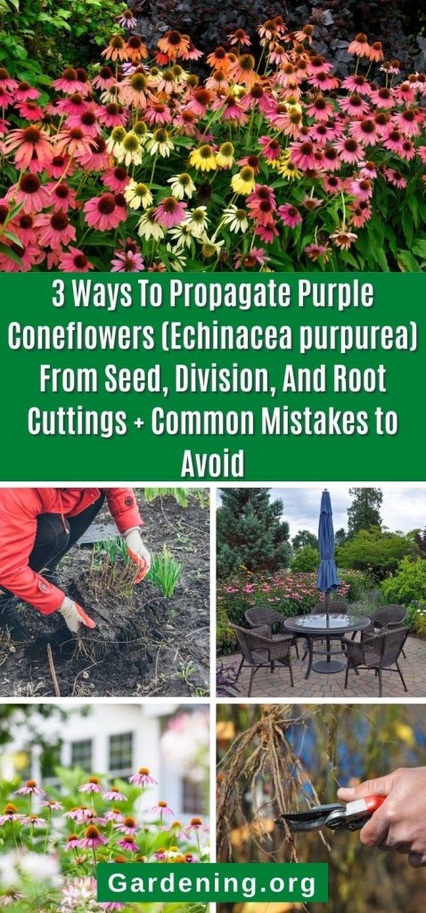 3 Ways To Propagate Purple Coneflowers (Echinacea purpurea) From Seed, Division, And Root Cuttings + Common Mistakes to Avoid pinterest image.