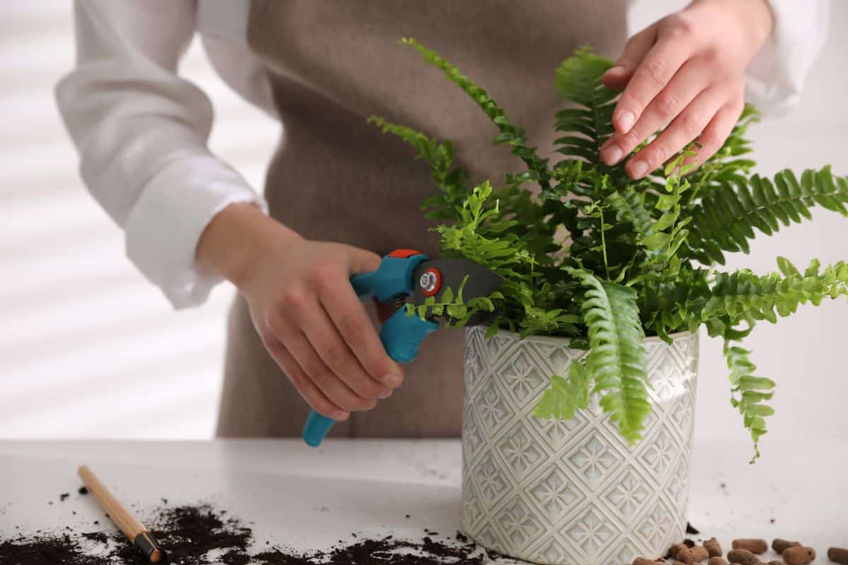 A woman cutting a fronds off a Boston fern