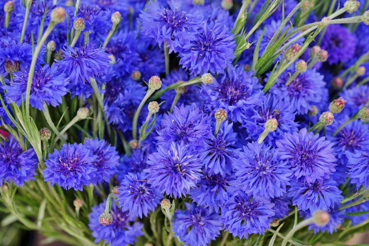 Blue bachelor button flowers