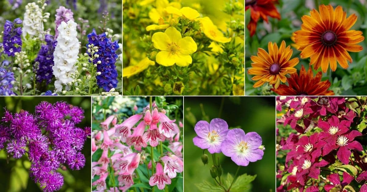 Collage of beautiful blooming winter flowers.