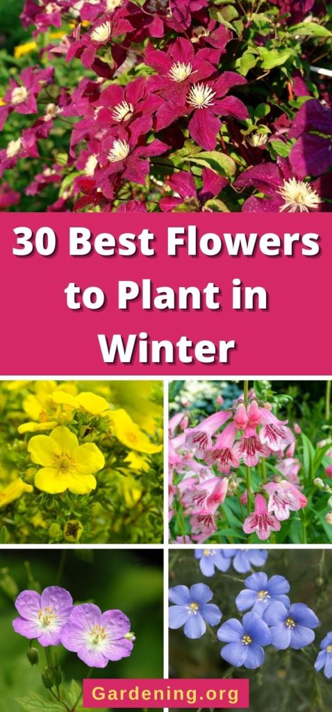 30 Best Flowers to Plant in Winter pinterest image.