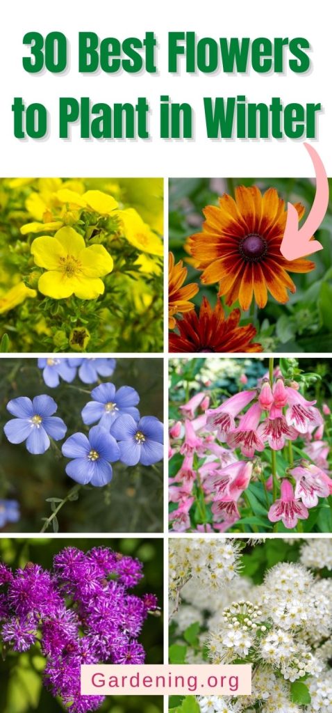 30 Best Flowers to Plant in Winter pinterest image.