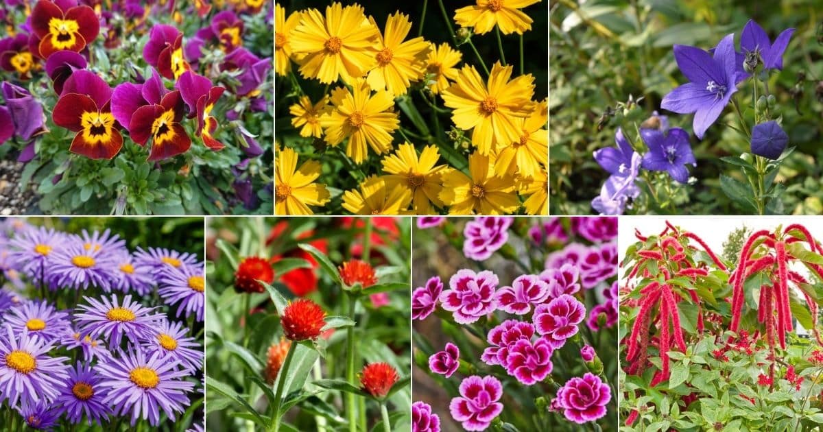30 Fall Blooming Flowers to Create a Colorful Autumn Garden