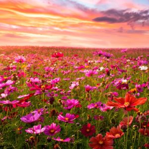 Beautifful blooming meadow at sunset.
