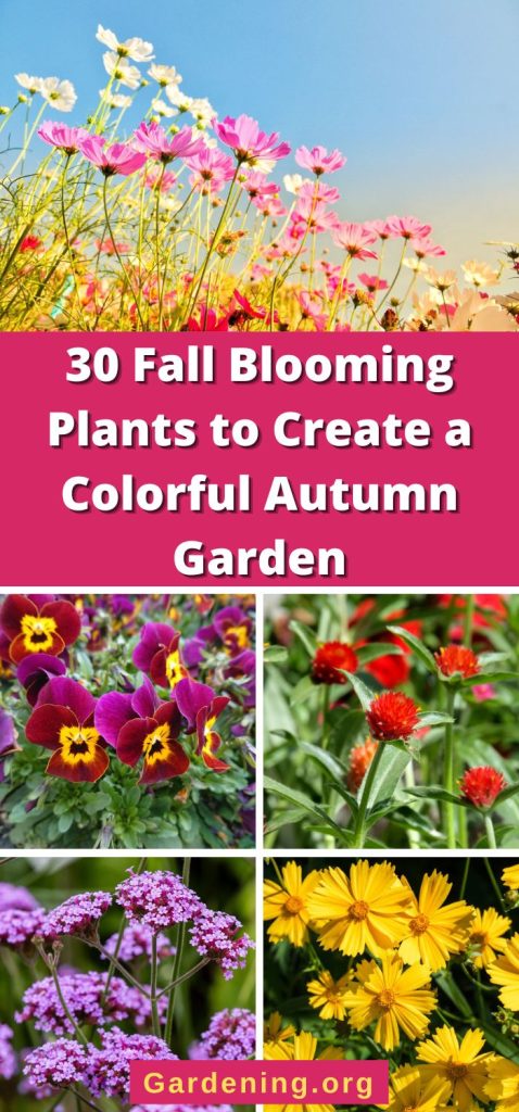 30 Fall Blooming Plants to Create a Colorful Autumn Garden pinterest image.