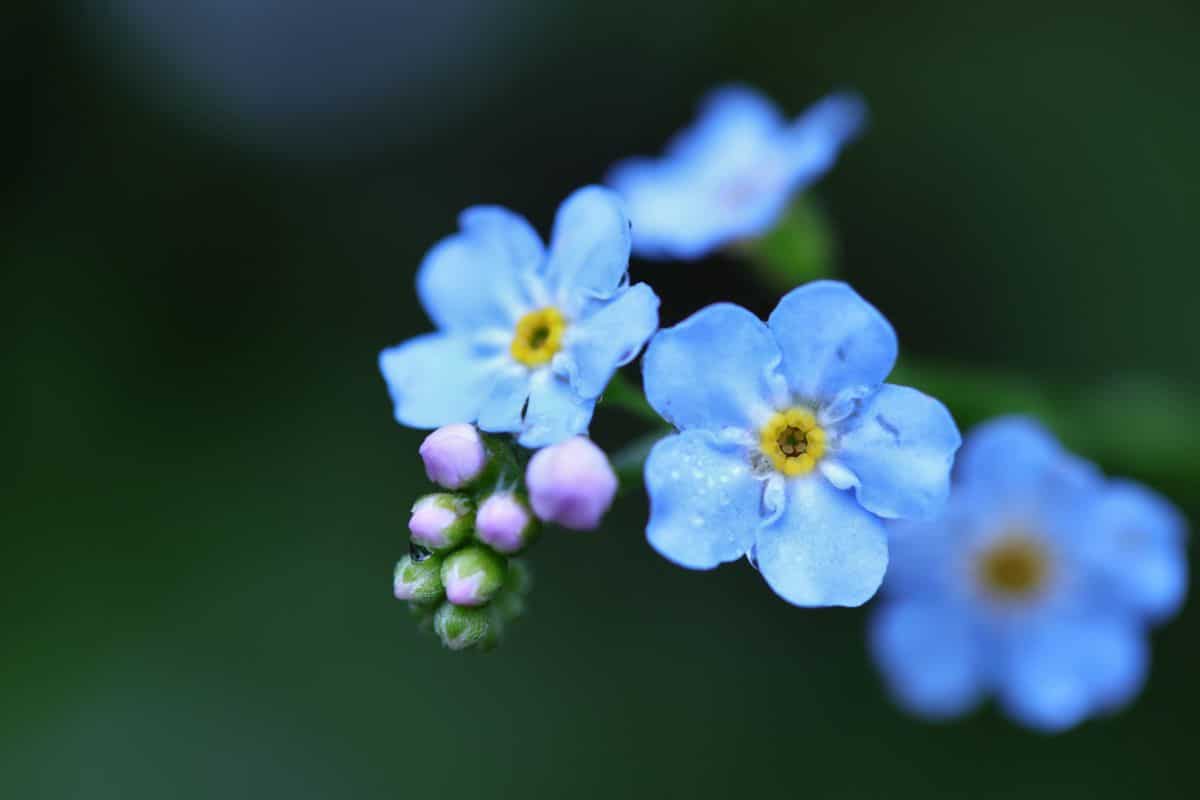 Closeup of blue flowers with drops of dew