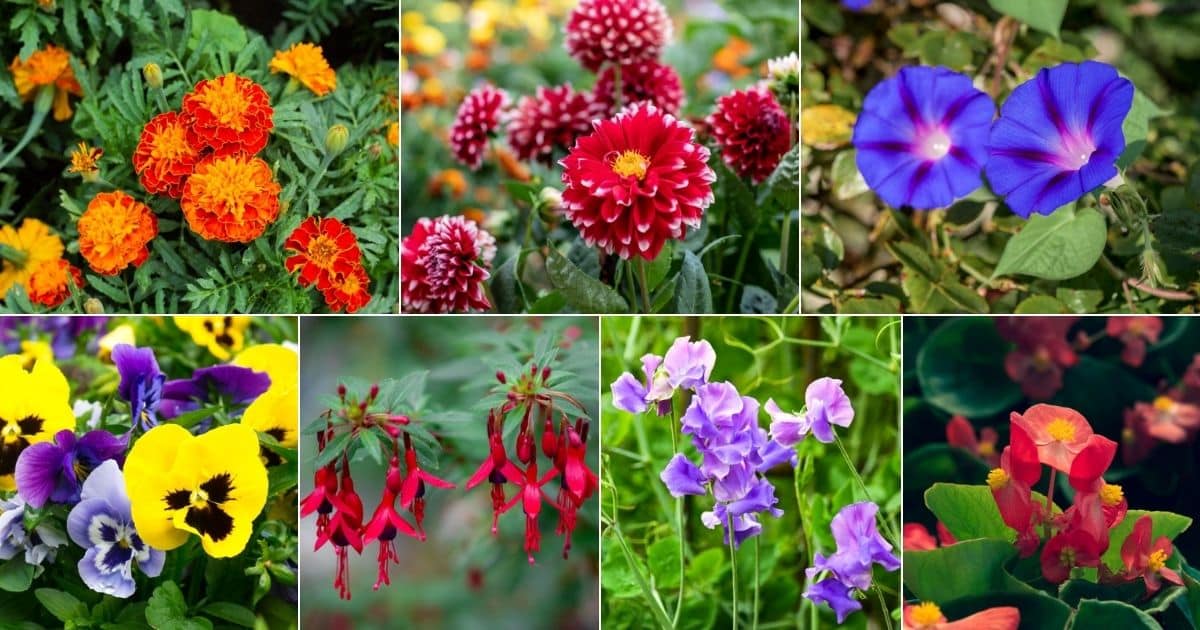 Collage of beautiful blooming most popular flowers.
