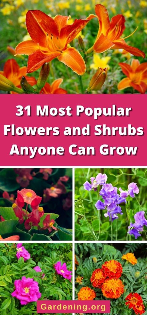 30 Most Popular Flowers and Shrubs Anyone Can Grow pinterest image.