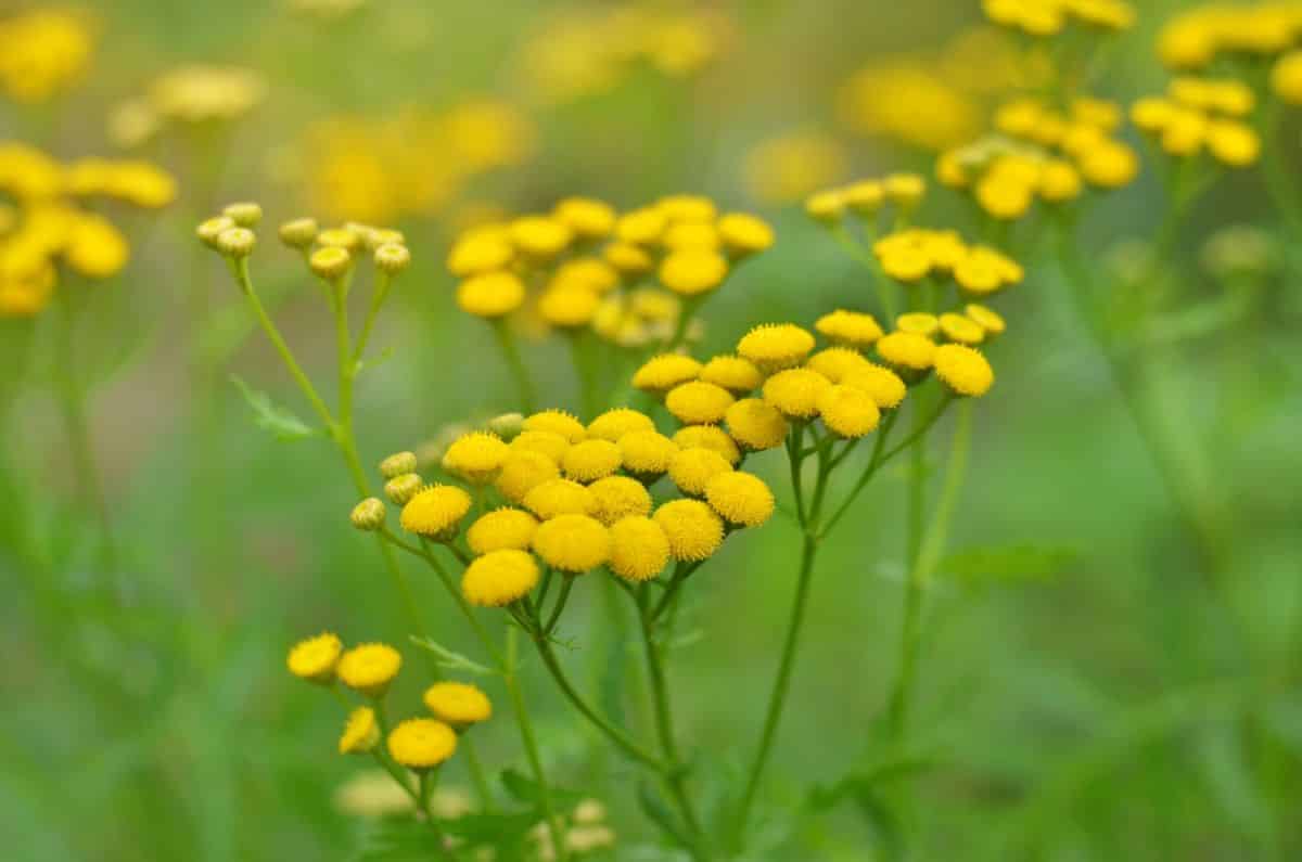 Bright yellow button-like tansy flowers