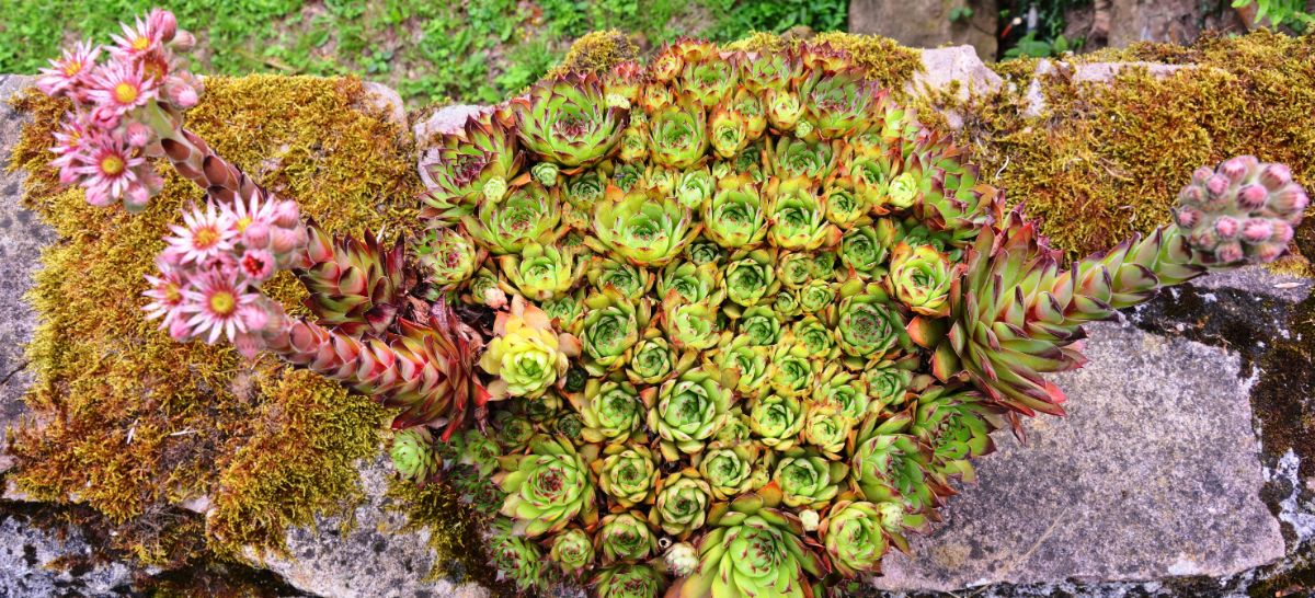 Hen and chicks with a flowering stalk in a rocky moss garden