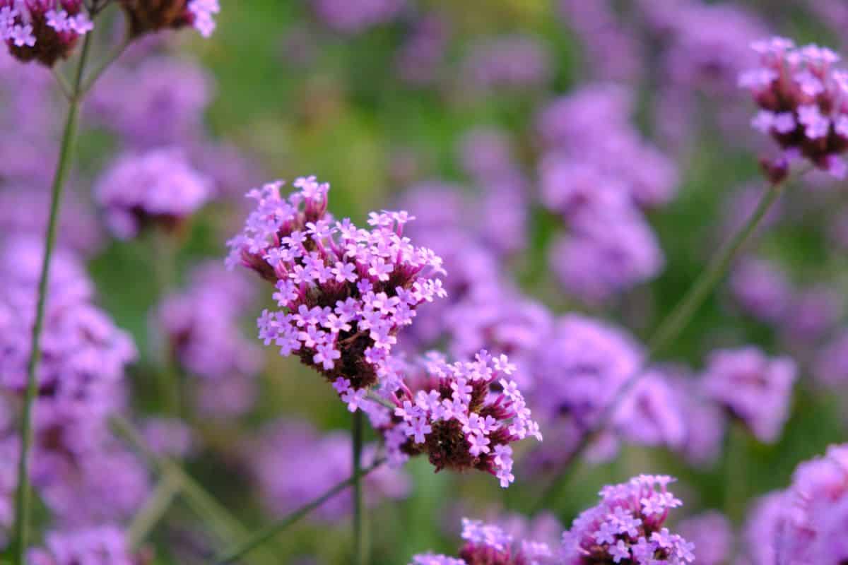 Small clusters of tiny purple verbena flowers