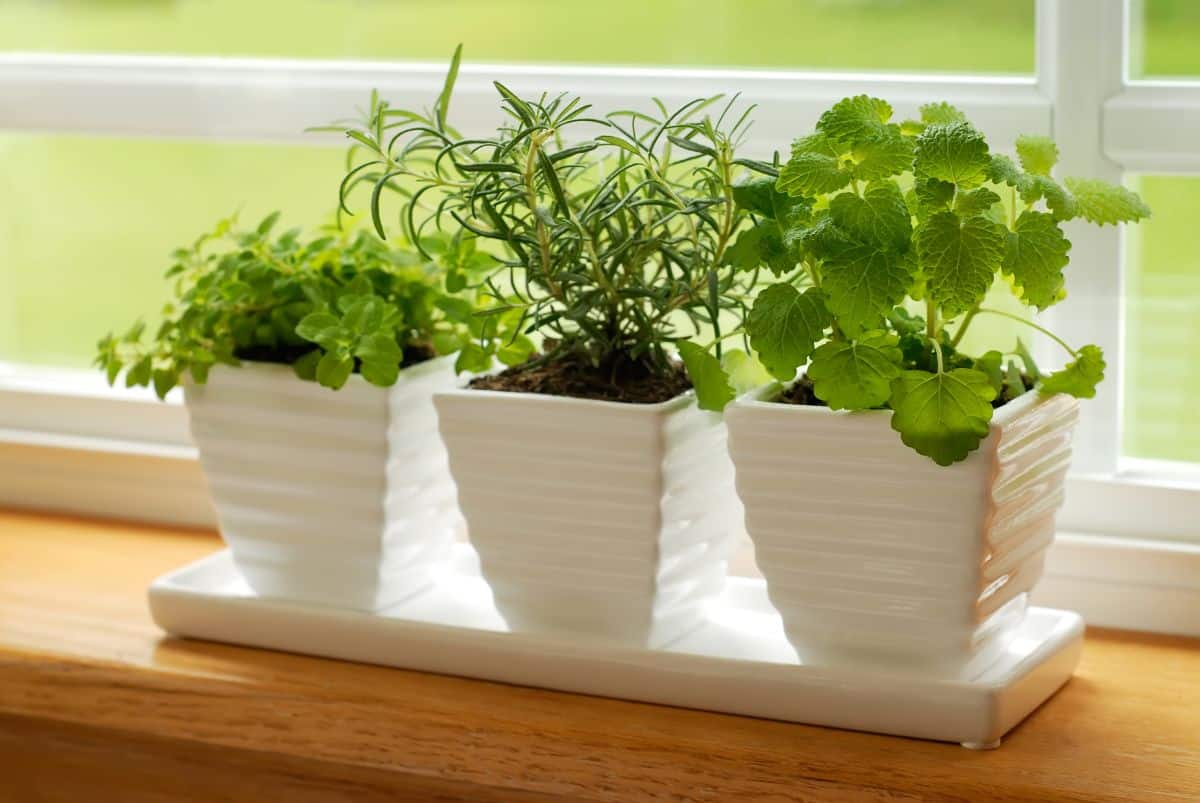 A windowsill herb garden in the kitchen