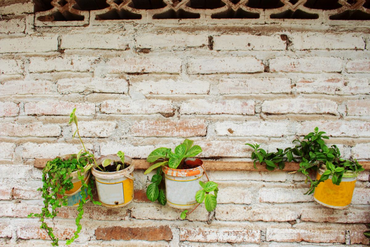A unique hanging plant rail built onto a brick wall