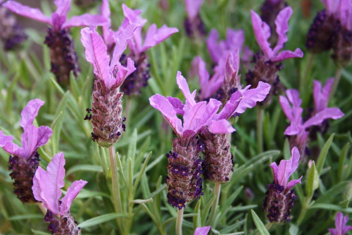 Leaf-like uniquely-shaped Spanish lavender blossoms