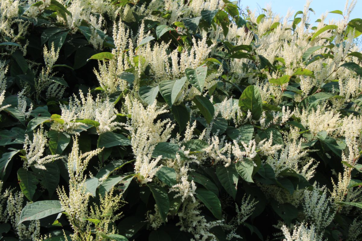 Japanese knotweed with flowering spikes