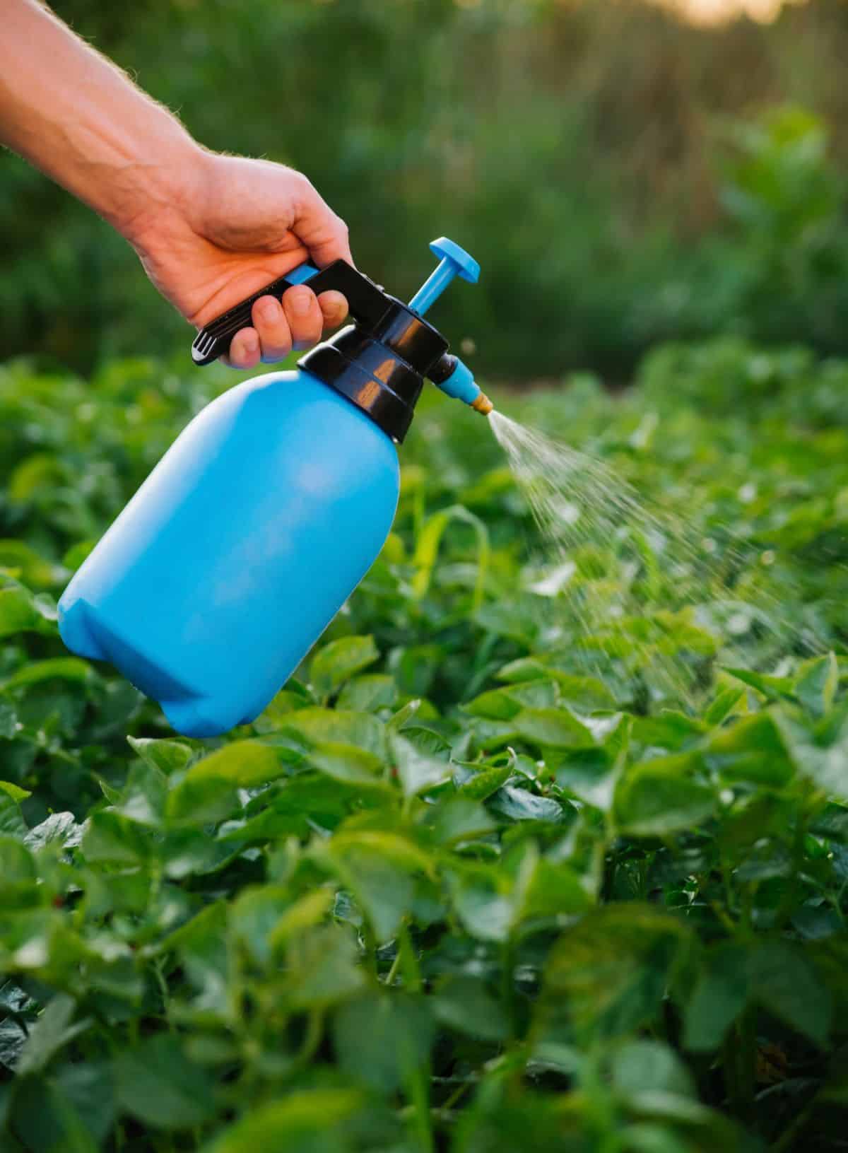 A gardener spraying garden sprays in the evening to avoid pollinators