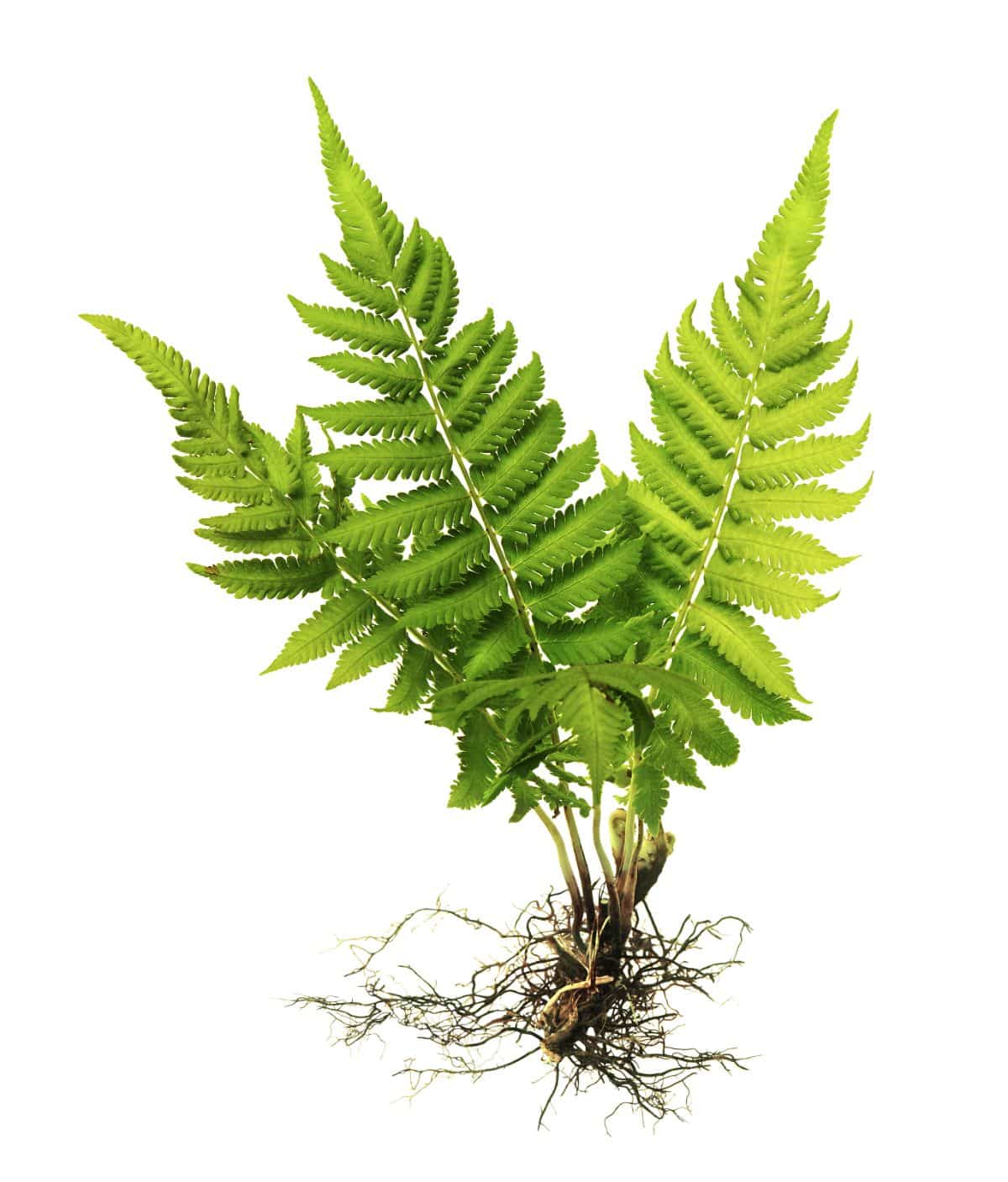 A divided piece of a Boston fern with roots