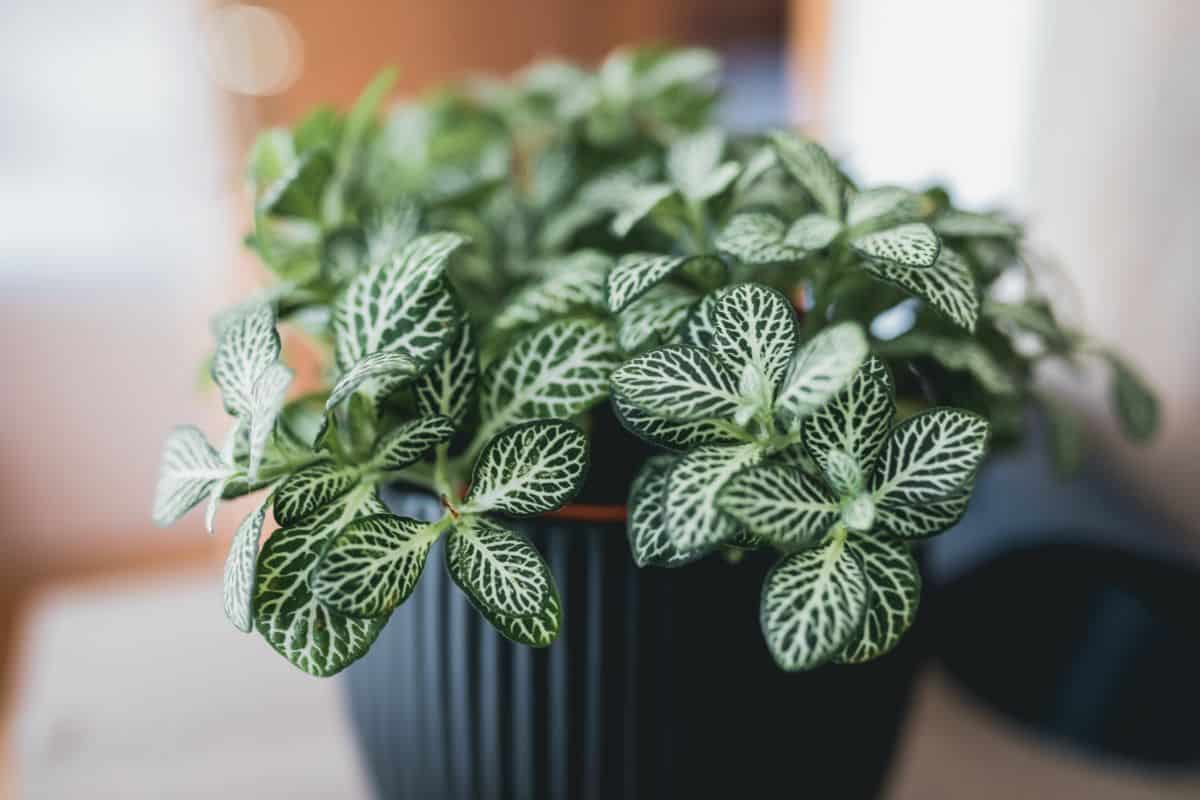 A variegated houseplant in a self watering pot