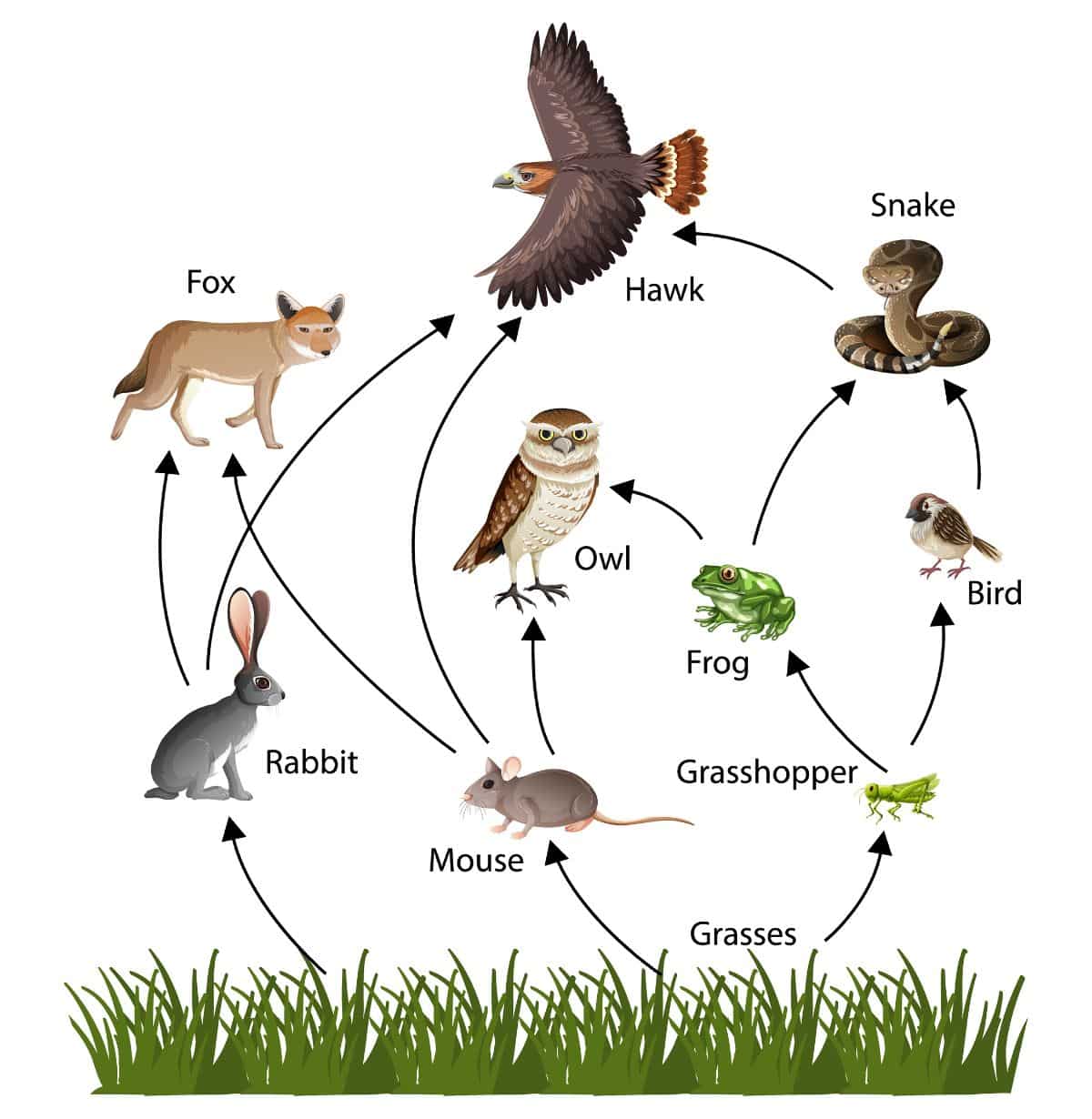 Rats are part of a cycle of predator life